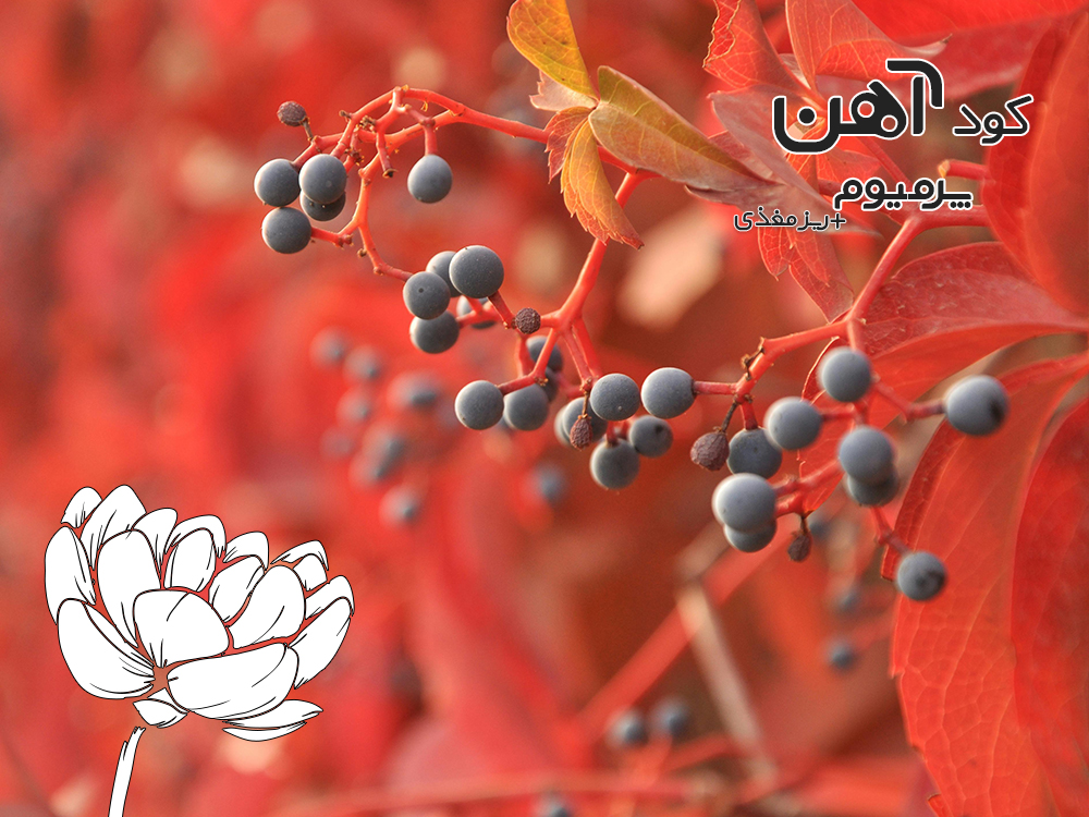premium-iron-fertilizer.ir-کود-آهن-پرمیوم-مقاله-انتخاب-بهترین-کود-1