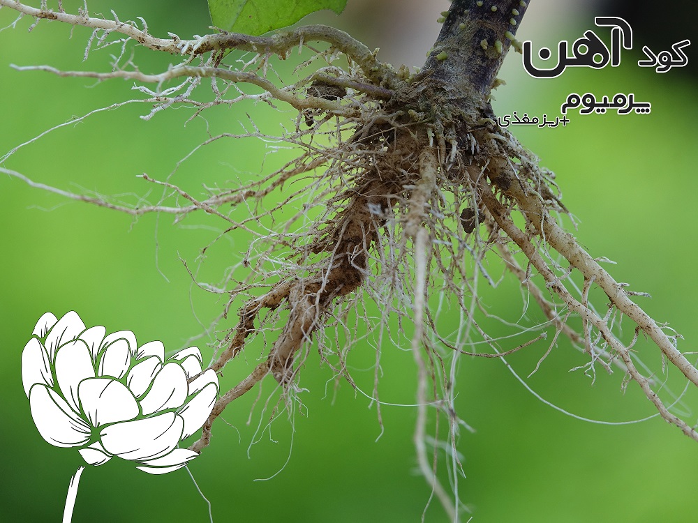 premium-iron-fertilizer.ir-کود-آهن-پرمیوم-مقاله-کود-ریش-زا-3