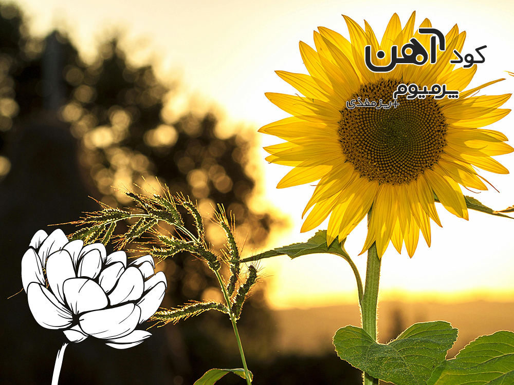 premium-iron-fertilizer.ir-کود-آهن-پرمیوم-مقاله-کود-مایع-یا-جامد-1