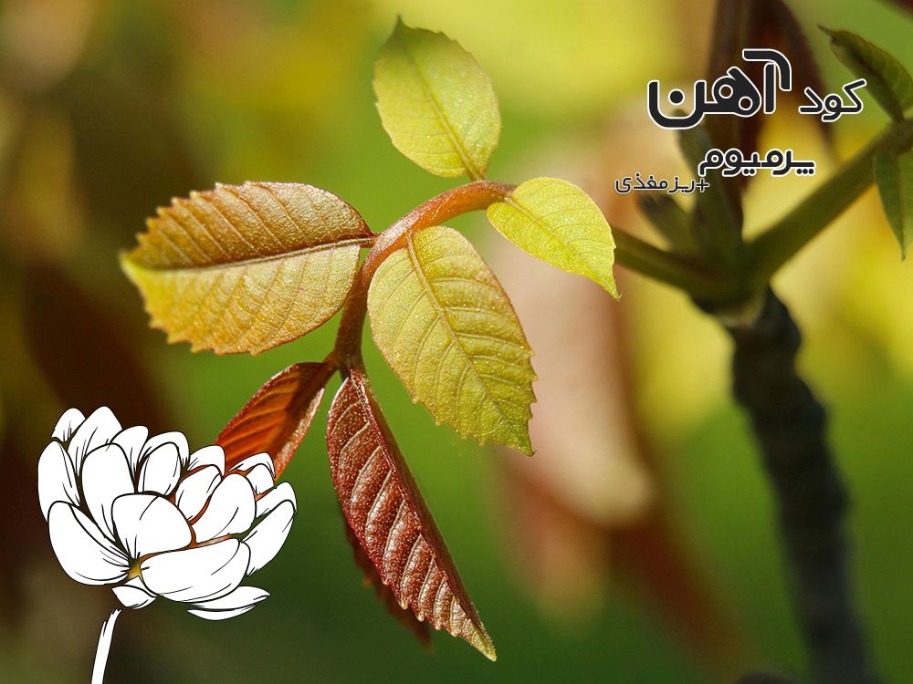 premium-iron-fertilizer.ir-کود-آهن-پرمیوم-مقاله-کود-میکرو-1