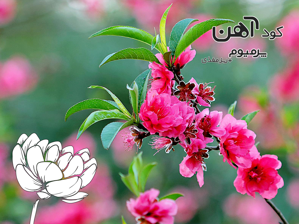 premium-iron-fertilizer.ir-کود-آهن-پرمیوم-مقاله-کود-میکرو-1