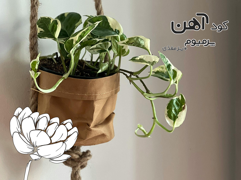 premium-iron-fertilizer.ir-کود-آهن-پرمیوم-مقاله-گیاه-اپارتمانی-پتوس-1