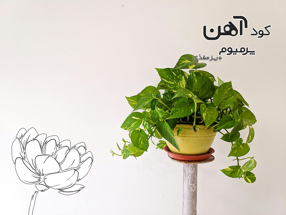 premium-iron-fertilizer.ir-کود-آهن-پرمیوم-مقاله-گیاه-اپارتمانی-پتوس-1