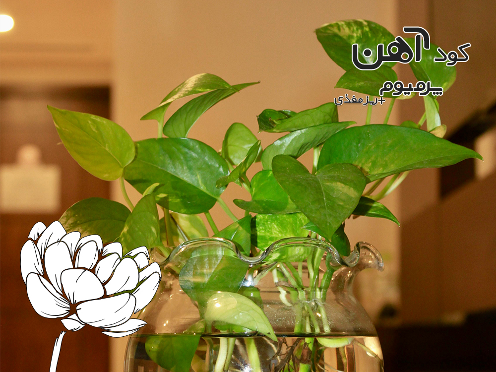 premium-iron-fertilizer.ir-کود-آهن-پرمیوم-مقاله-گیاه-اپارتمانی-پتوس-1