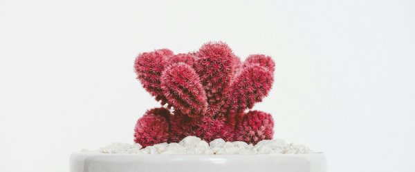 pexels-scottwebb-1048036