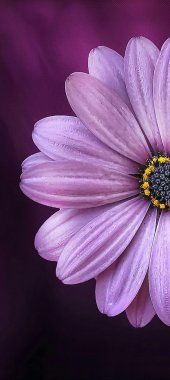 premium-iron-fertilizer.ir-کود-آهن-پرمیوم-پست-1